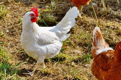 Undersized poultry, egg shortage, and the need for an .